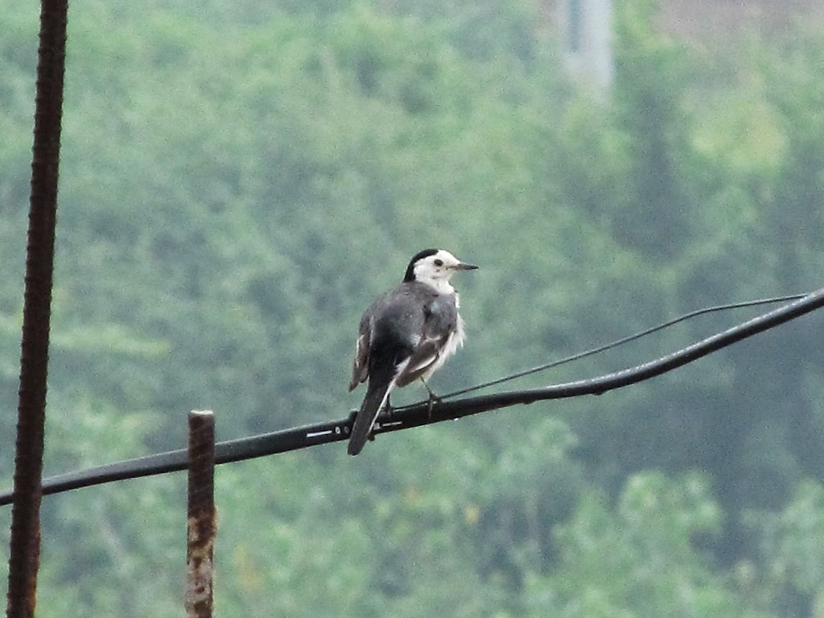 White Wagtail