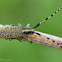 longhorn beetle