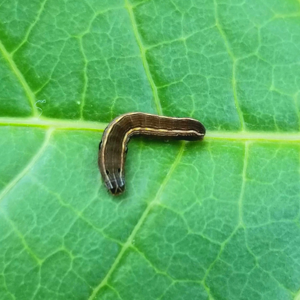 Yellow striped armyworm (2nd instar)