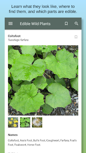 Screenshot Edible Wild Plants