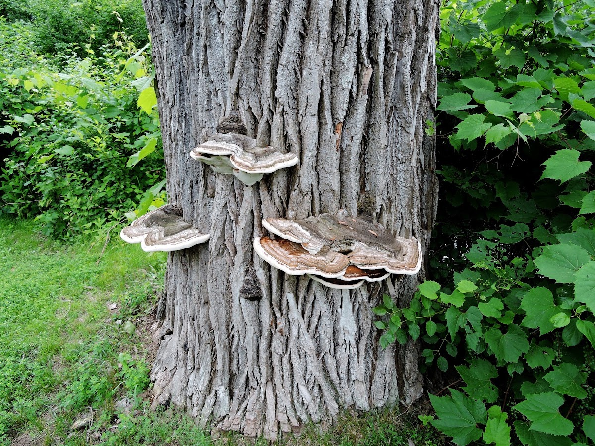 Woody bracket fungus