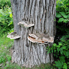 Woody bracket fungus