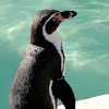 Humboldt Penguin