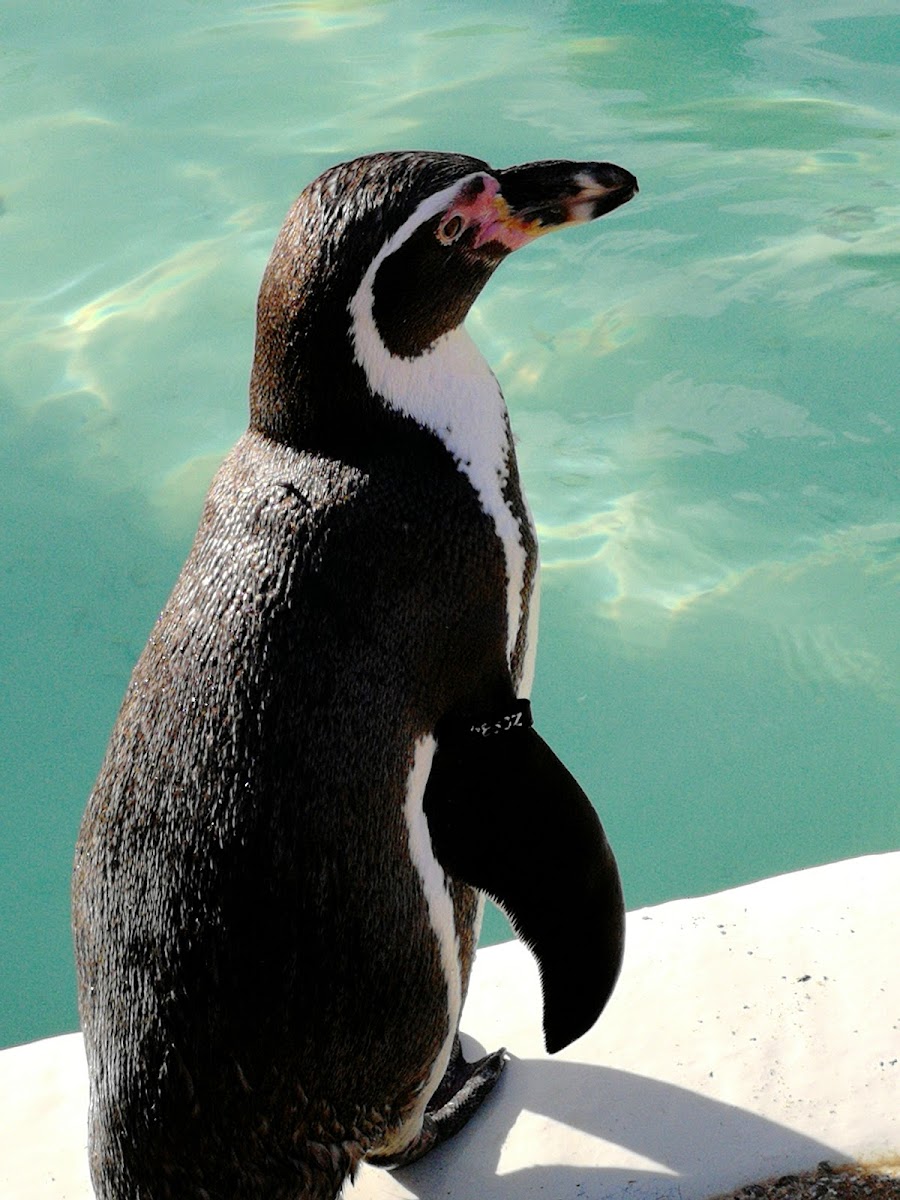 Humboldt Penguin