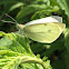 Large white