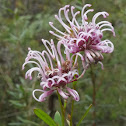 Pink Spider Flower