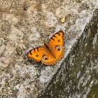 Peacock Pansy