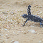 Green sea turtle – named for the green color of the fat under its shell. (In some areas, the Pacific green turtle is also called the black sea turtle.)