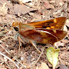 Umber Skipper