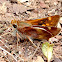 Umber Skipper