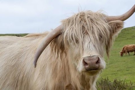 Lastest Cow Wallpaper APK for Android