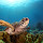 Ocean Life New Tab HD Popular Scenery Theme