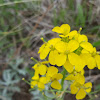 Western Wallflower