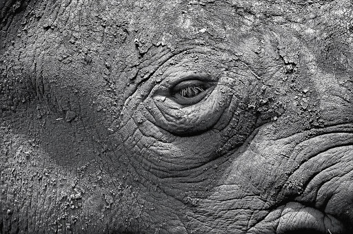 Dry mud covers the face of a black rhino at the National Zoological Gardens. File picture