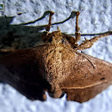 Slug moth