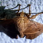 Slug moth