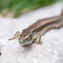 Eastern Water Skink