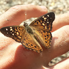 Hackberry Emperor