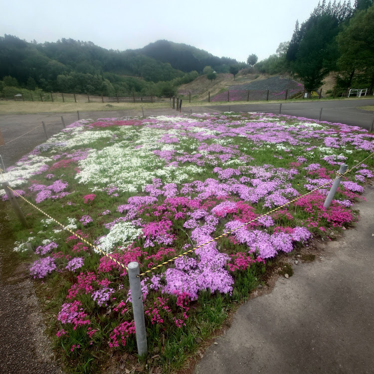 の投稿画像27枚目