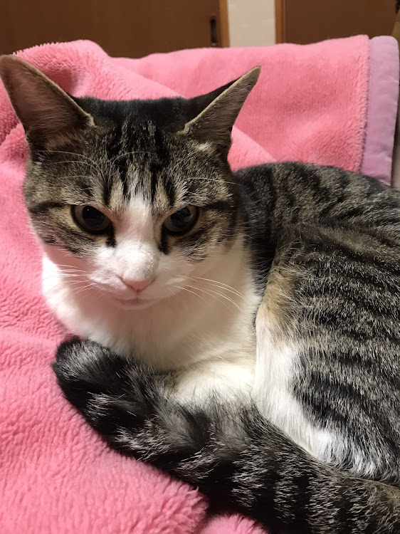 ミニ ハッチバックの愛猫紹介・CT愛猫部・1日1猫に関するカスタム事例の投稿画像3枚目