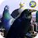 City Birds Simulator icon