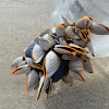 Smooth Gooseneck Barnacle