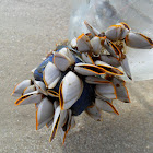 Smooth Gooseneck Barnacle