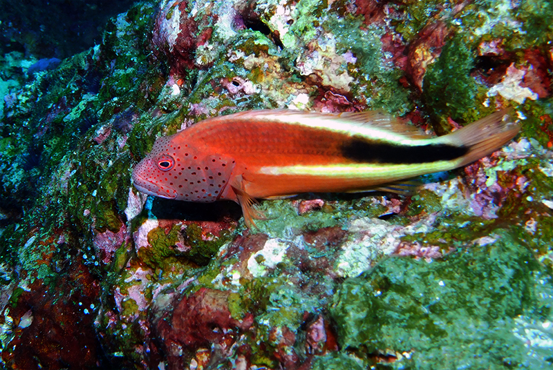 Forster's hawkfish