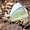 Great Southern White