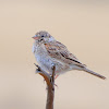 Vesper Sparrow