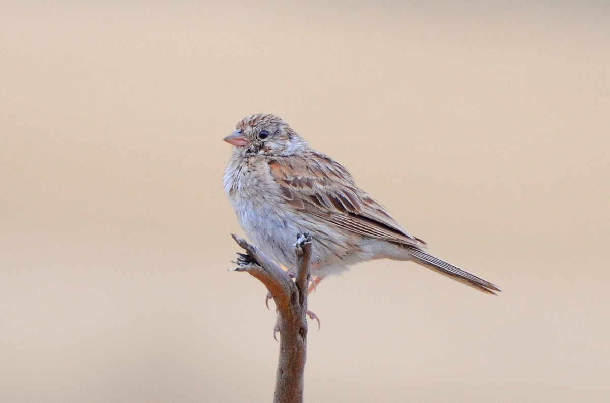 Vesper Sparrow