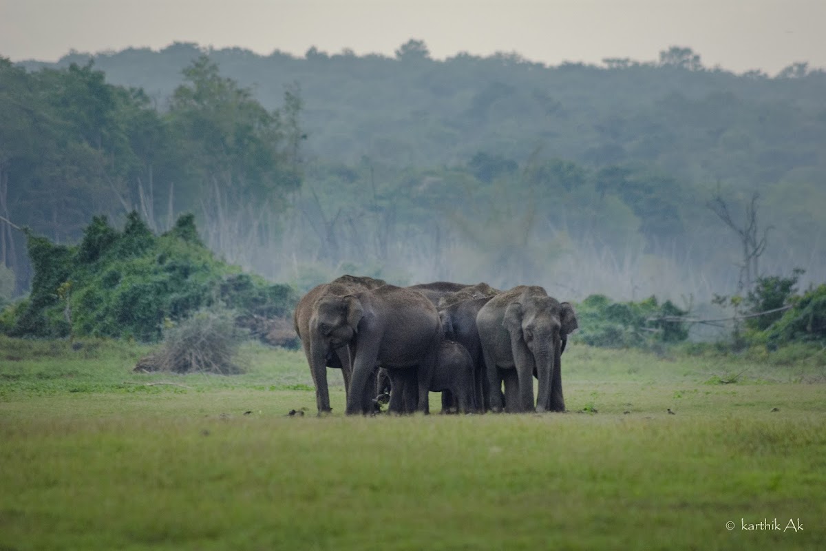 Asian Elephants