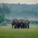 Asian Elephants