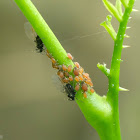 aphid 蚜蟲