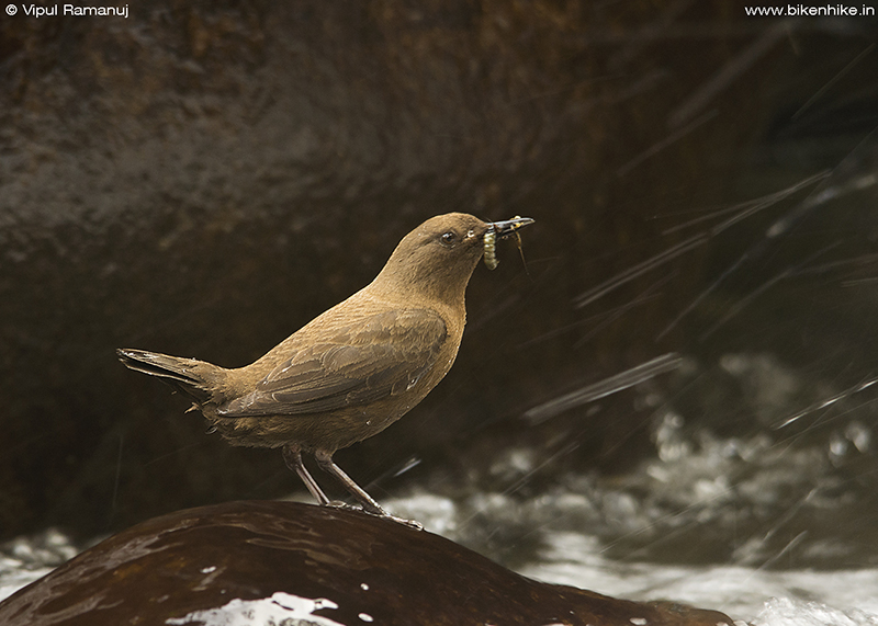 Brown Dipper