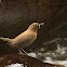 Brown Dipper