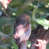 Jungle Owlet