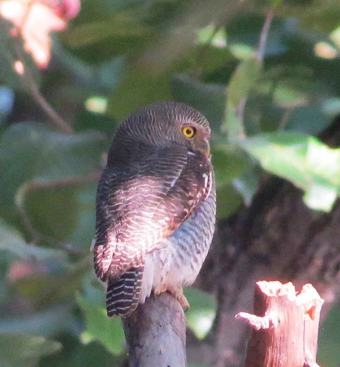 Jungle Owlet