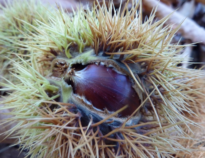 I frutti del bosco di milenaB