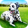 Chien dalmatien animal vie sim 3d icon