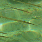 Atlantic Needlefish