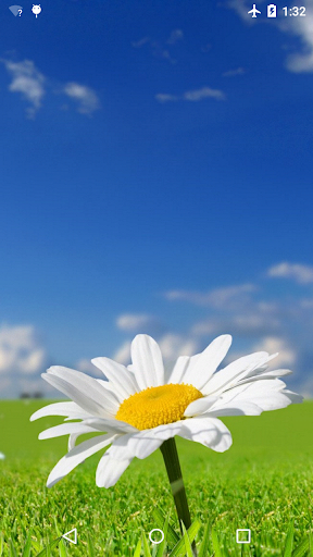 Daisy Live Wallpaper 4K