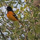 Baltimore Oriole