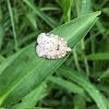 Planthopper