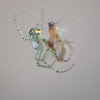 Orchard Orbweaver