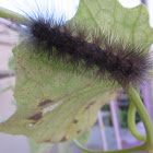 Caterpillar