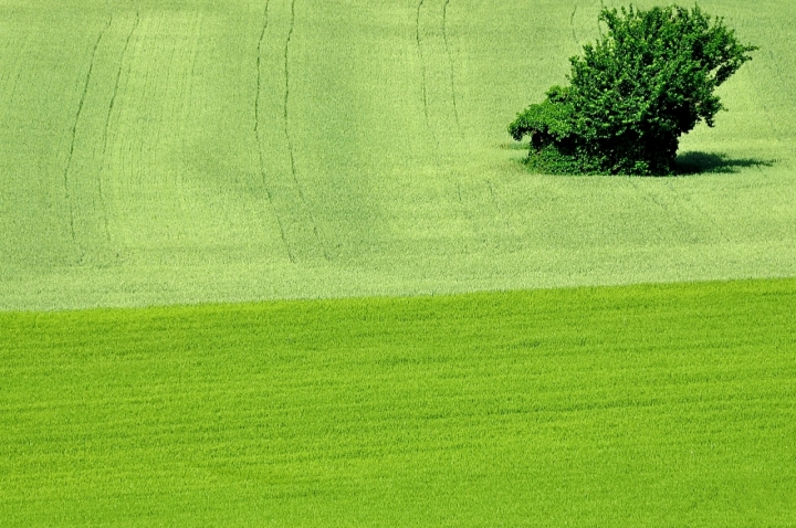 MIMETIZZATA NEL VERDE di Paolo Scabbia