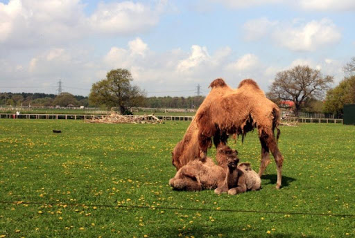 Bactrian Camel Wallpapers FREE