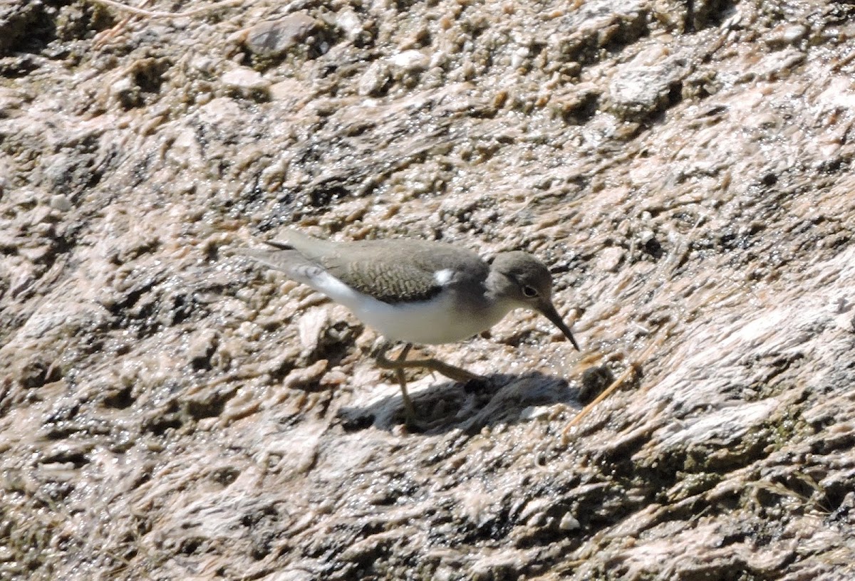 Least sandpiper