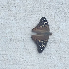 Hackberry Emperor